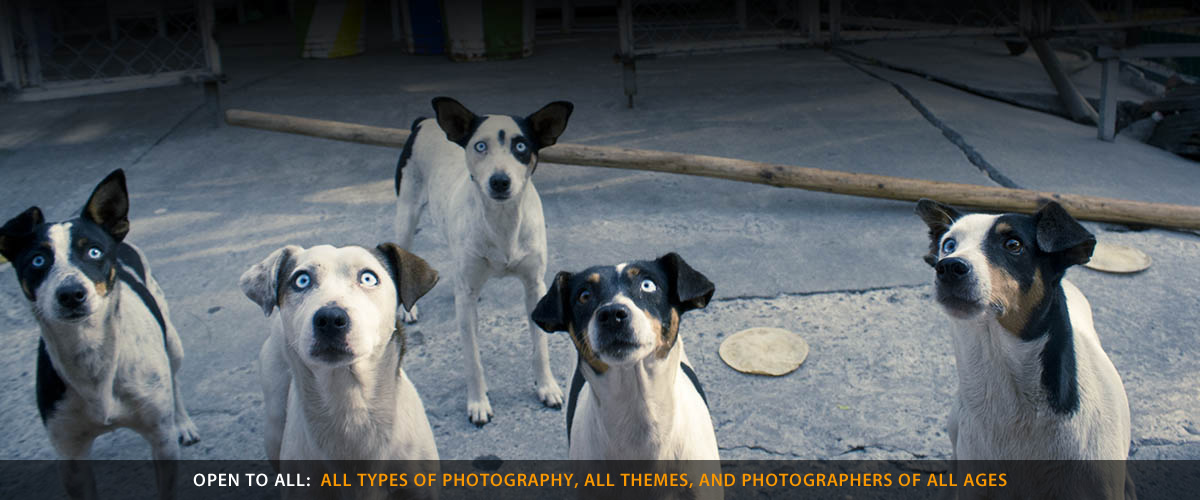 Perros1200
